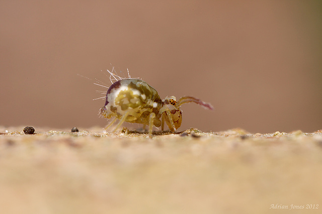 Calvatomina nr superba