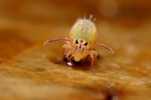 Dicyrtomina ornata