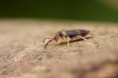 Entomobrya albocincta