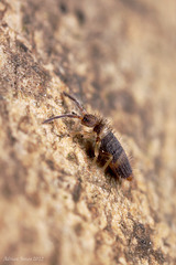 Entomobrya albocincta