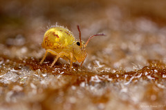 Dicyrtomina ornata