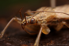 Field Damsel Bug (Nabis ferus) ?