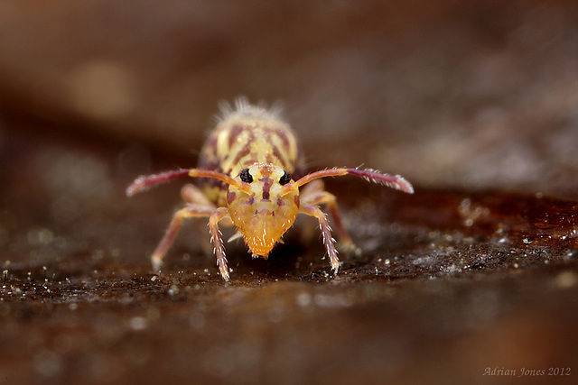 Dicyrtomina saundersi