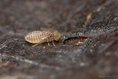 Barkfly Nymph