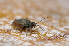 Aphid