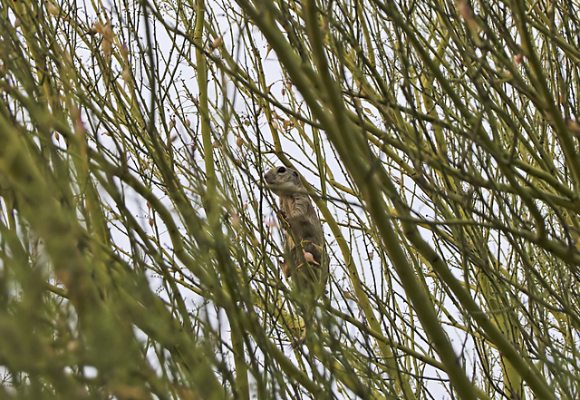 Ground Squirrel in a Tree