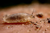 A small fly larva, Lonchoptera sp. (Lonchopteridae).