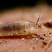 A small fly larva, Lonchoptera sp. (Lonchopteridae).