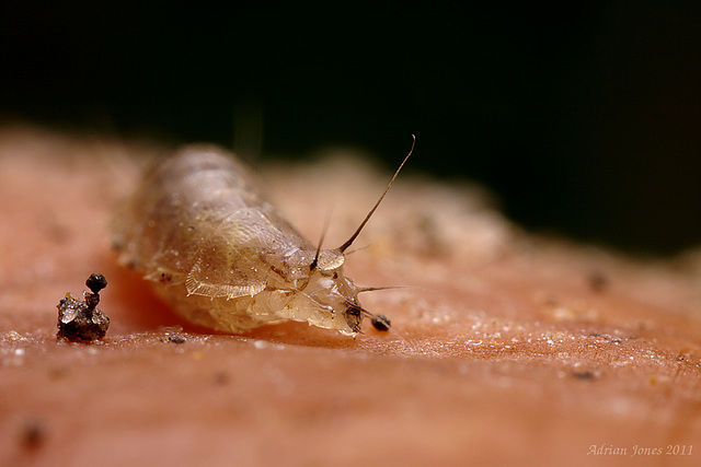 A small fly larva, Lonchoptera sp. (Lonchopteridae). A small fly larva, Lonchoptera sp. (Lonchopteridae).