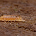 Common Pygmy Woodlouse (Trichoniscus pusillus)