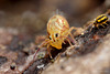 Sminthurinus elegans and Dicyrtomina saundersi