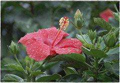 Hibiscus