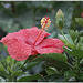 Hibiscus