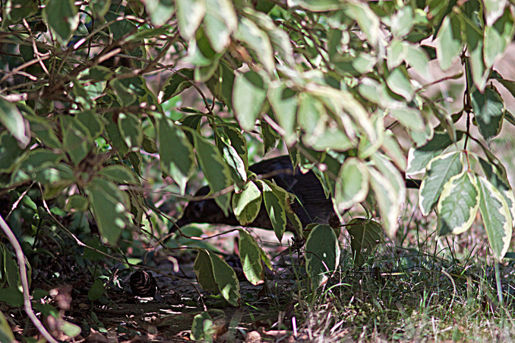 20120904 1313RD8w [D~LIP] Amsel, Bad Salzuflen