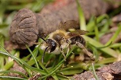 Andrena sp.