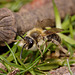 Andrena sp.