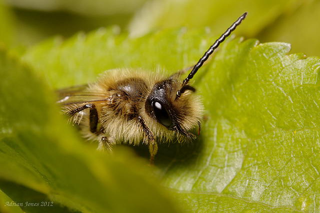 Andrena sp.