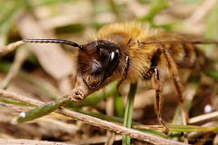 Andrena sp.