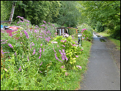regreening of the canal path