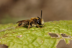 Andrena chrysoceles (Male)