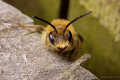 Andrena sp.