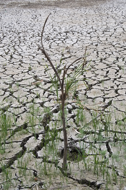 Drying Spring