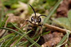 Andrena sp.