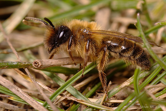 miningbee_008