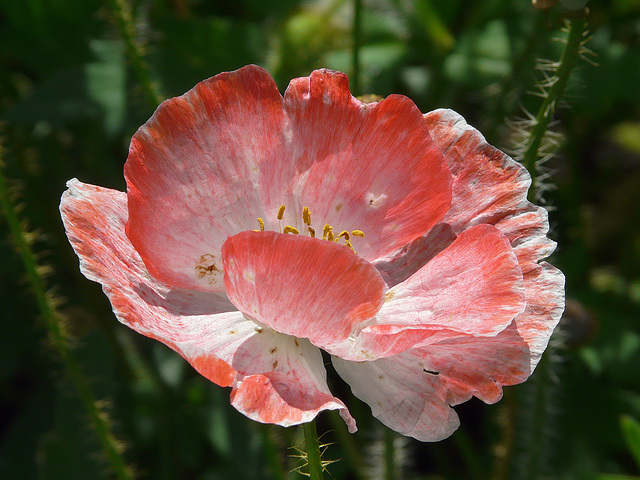 Poppy pinks