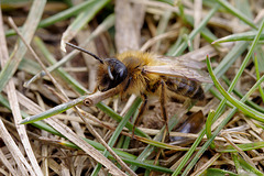 Andrena sp.