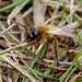 Andrena sp.
