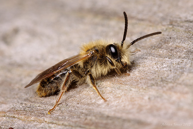 Andrena sp.