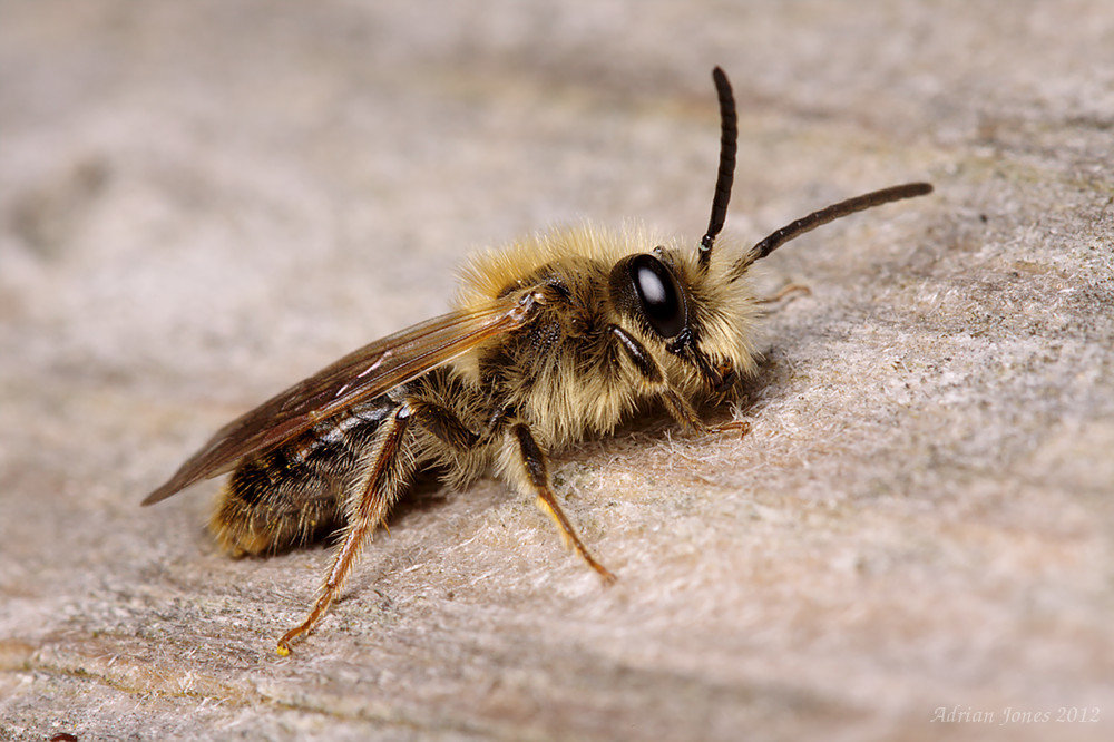 Andrena sp.