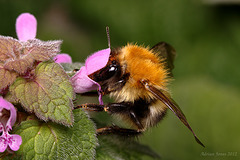 Bombus pascuorum ???