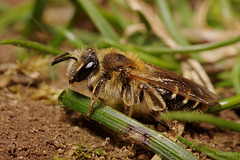 Andrena sp.  - Probably Andrena dorsata female.