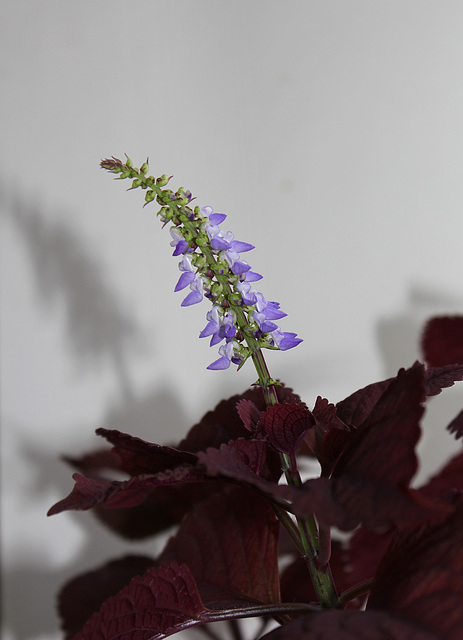 Coleus Minique (4)