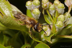 Andrena sp.