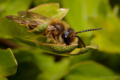 Andrena sp.