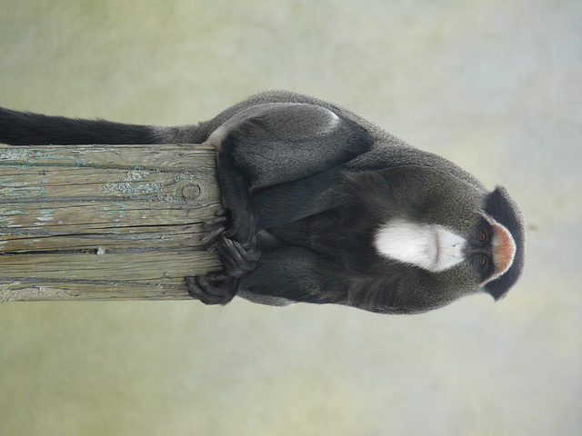 De Brazza's Monkey