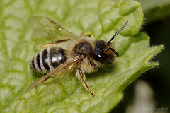 Andrena flavipes male ?