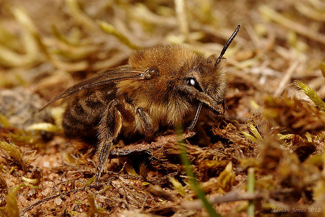 Colletes cunicularius female