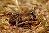 Colletes cunicularius female