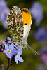 Orange Tip Butterfly