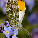 Orange Tip Butterfly