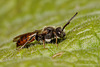 Nomada fabriciana (probable ID)