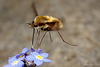 Bombylius major (Large Bee-fly)