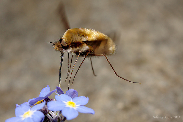 Bombylius major (Large Bee-fly)