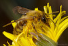 Andrena sp ? A Mining Bee