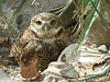 Burrowing Owl