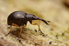 Weevil (Protapion fulvipes) ???